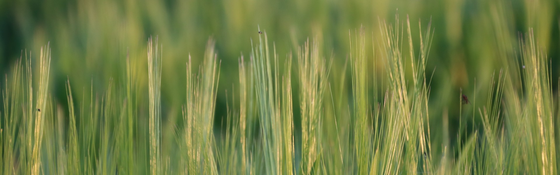 Header Nahaufname Weizenfeld