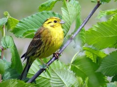Vogelstimmen4-3 Vogelstimmen4-3